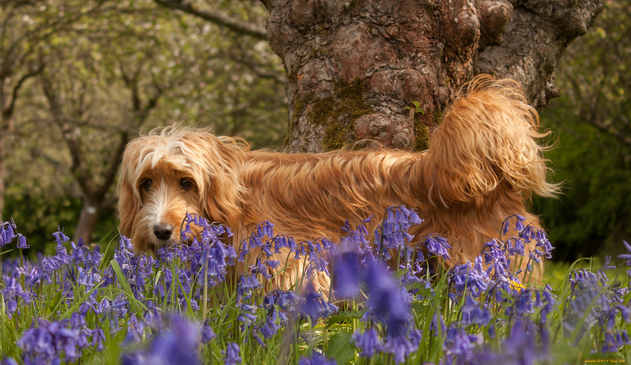 Собаки весной картинки. Собака на природе. Обои с собаками. Собака весной. Обои на рабочий стол собаки.
